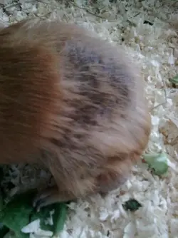piggy 005.webp