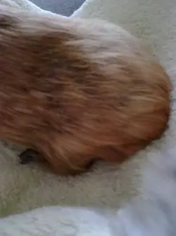 piggy 006.webp
