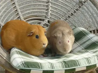 piggies 002.webp