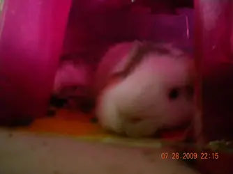 all about gilbert 011.webp