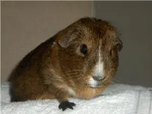 jemima.webp