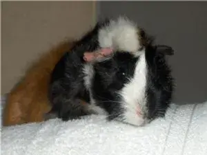 Tiggywinkle.webp