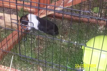 danny and dodger 003.webp