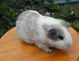 Vinnie the Guinea.webp