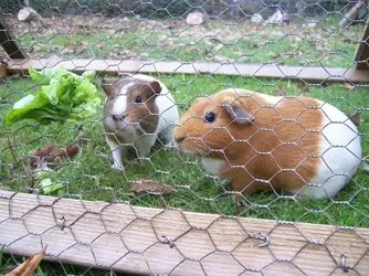 tiglet piglet and friends 035.webp