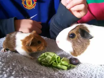 tiglet piglet and friends 020.webp
