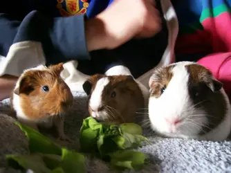 tiglet piglet and friends 028.webp