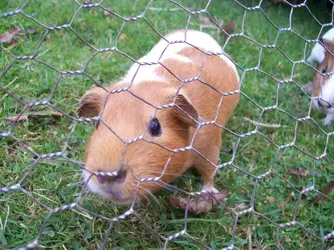 tiglet piglet and friends 030.webp