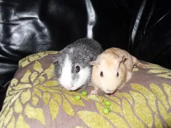 percy and biscuit 004.webp