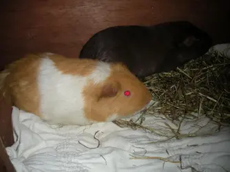 New Boys.webp