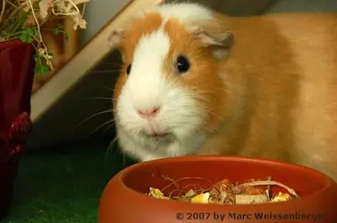 pets07.webp