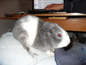 percy and biscuit2 001.webp