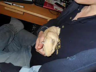 percy and biscuit2 002.webp