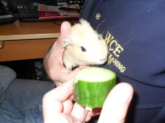 percy and biscuit2 003.webp