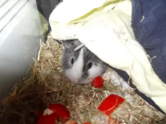 percy and biscuit2 004.webp