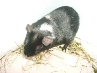 guinea pigs 005.webp