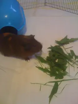 More G Pigs 011.webp