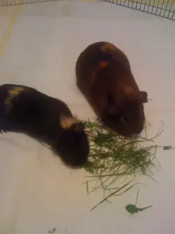 More G Pigs 015.webp