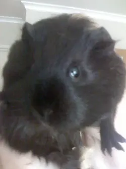 More G Pigs 024.webp