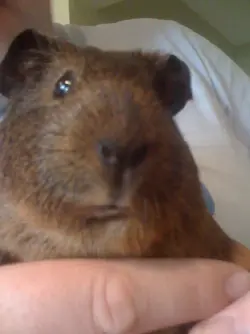 More G Pigs 025.webp