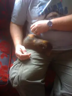 More G Pigs 026.webp