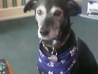 Casey.webp