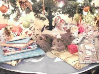 christmas 070.webp