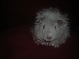 DSCN3363.webp