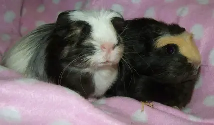 The Wee Ones.webp