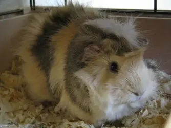 Chubbs.webp