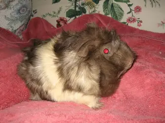 Snickers A.K.A Bill Cosby.webp