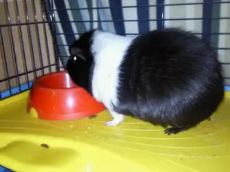 jules food search.webp