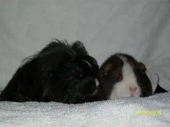 piggys.webp