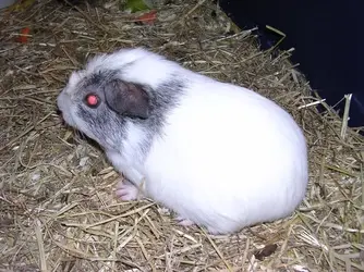 Toosie 2006 01.webp