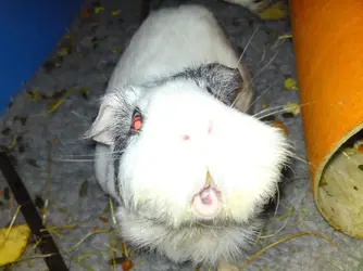 Toosie 2010 01.webp