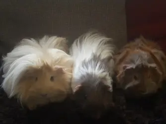 Barbra, Caramel and Marty 004.webp