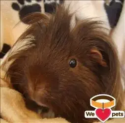 YossiCutie.webp