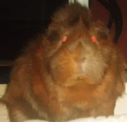 Barbra 19.webp