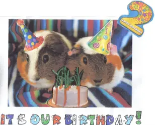 birthday2.webp