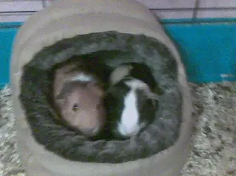Bill & Bob 4.webp