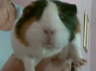 molly.webp