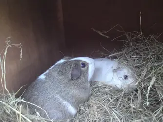 piggies 077.webp