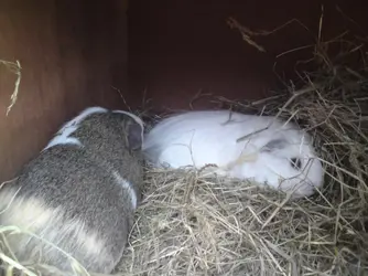 piggies 078.webp