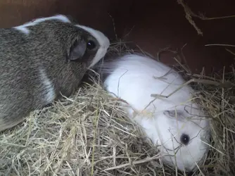 piggies 079.webp