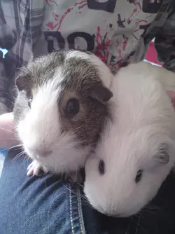 piggies 168.webp