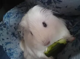 piggies 173.webp