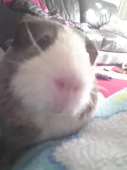 piggies 180.webp