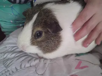 piggies 178.webp