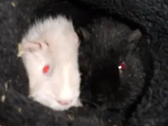 Guinea Pigs.webp