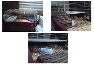 Piggies.webp